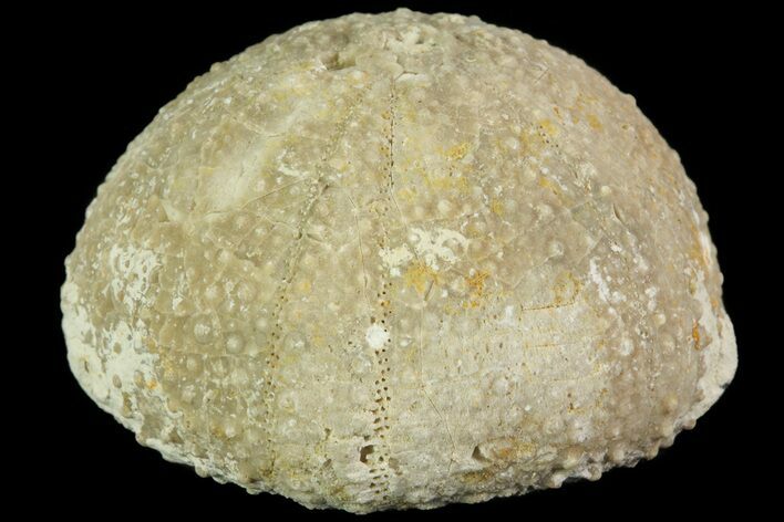Psephechinus Fossil Echinoid (Sea Urchin) - Morocco #69848